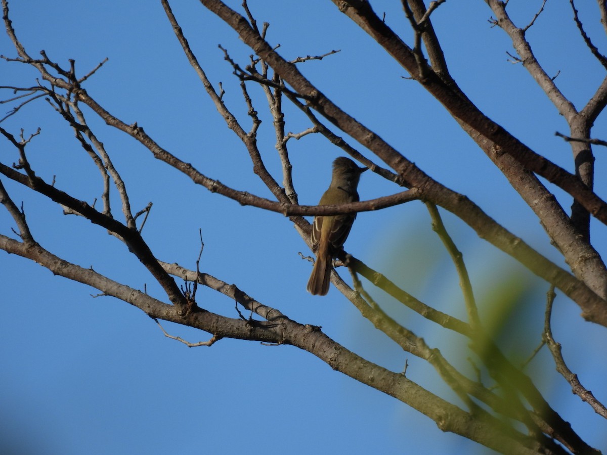Myiarchus sp. - ML642563216