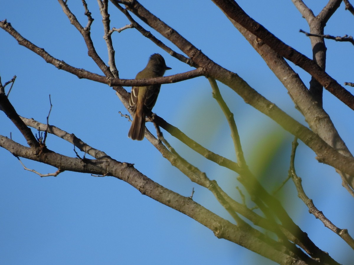 Myiarchus sp. - ML642563217