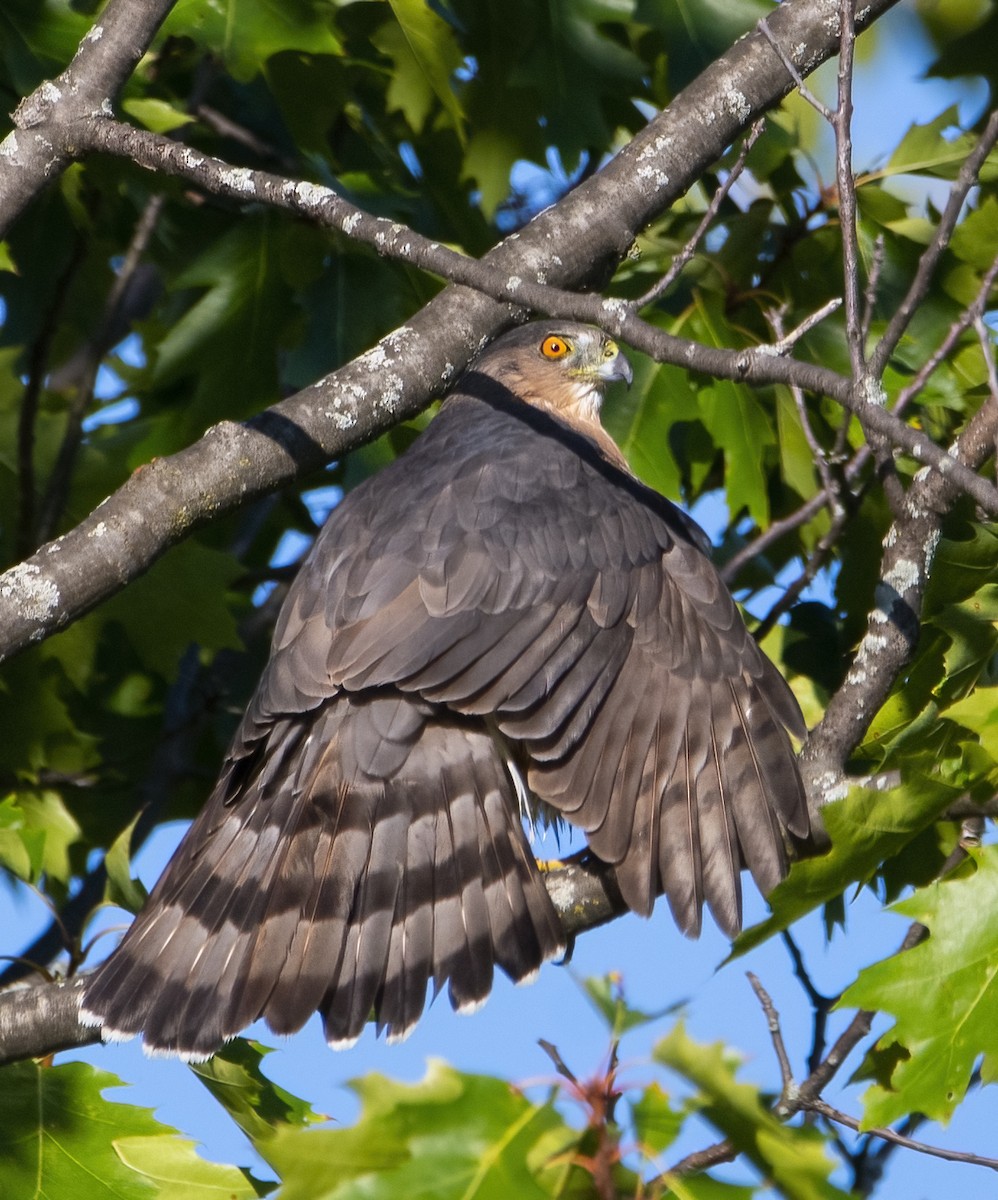 Cooper's Hawk - ML642563242