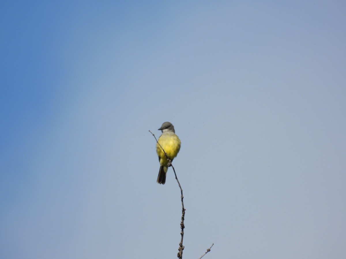 Cassin's Kingbird - ML642563243