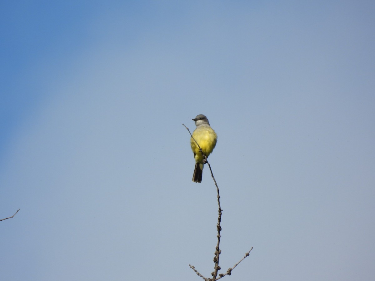 Cassin's Kingbird - ML642563244