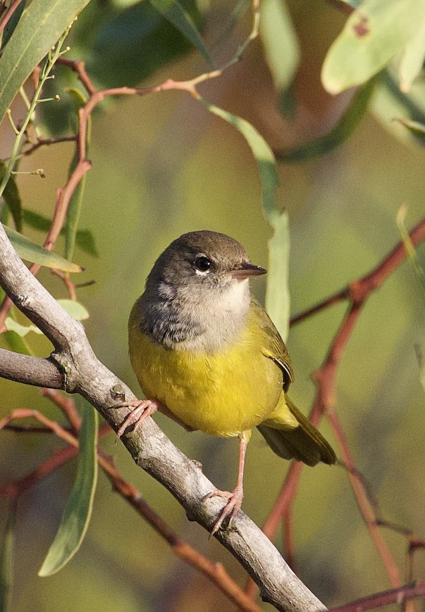 MacGillivray's Warbler - ML642563250