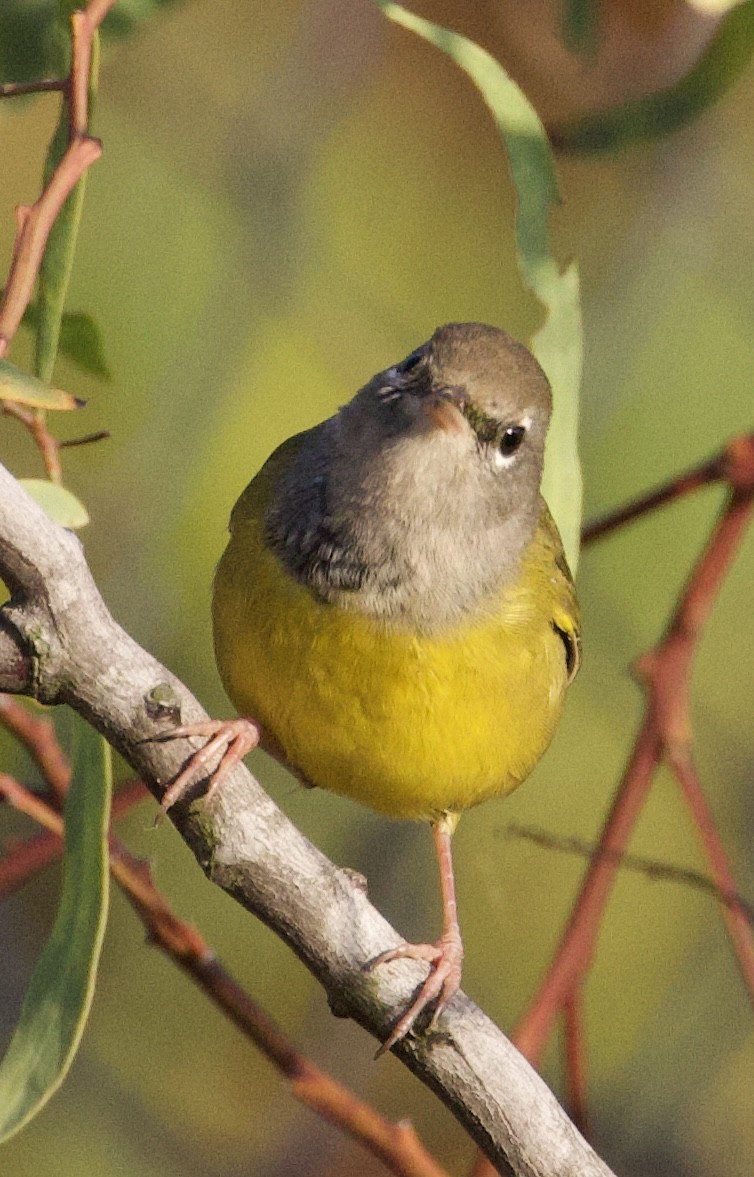 MacGillivray's Warbler - ML642563251