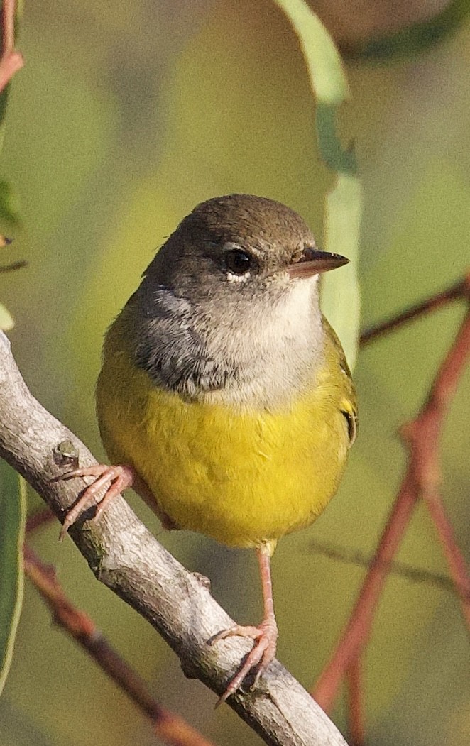 MacGillivray's Warbler - ML642563252
