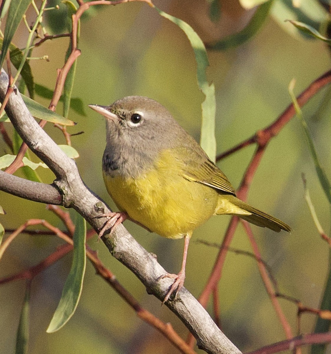 MacGillivray's Warbler - ML642563253