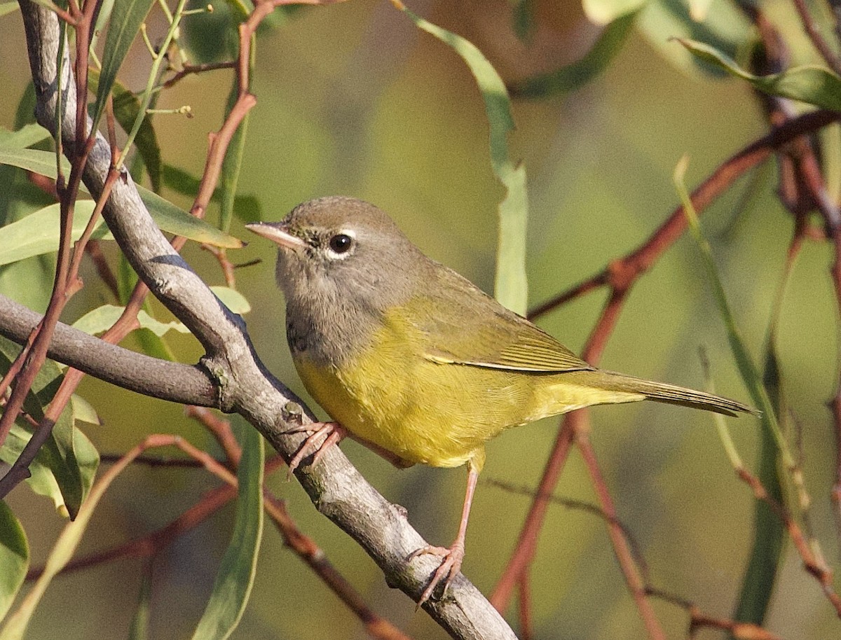 MacGillivray's Warbler - ML642563254