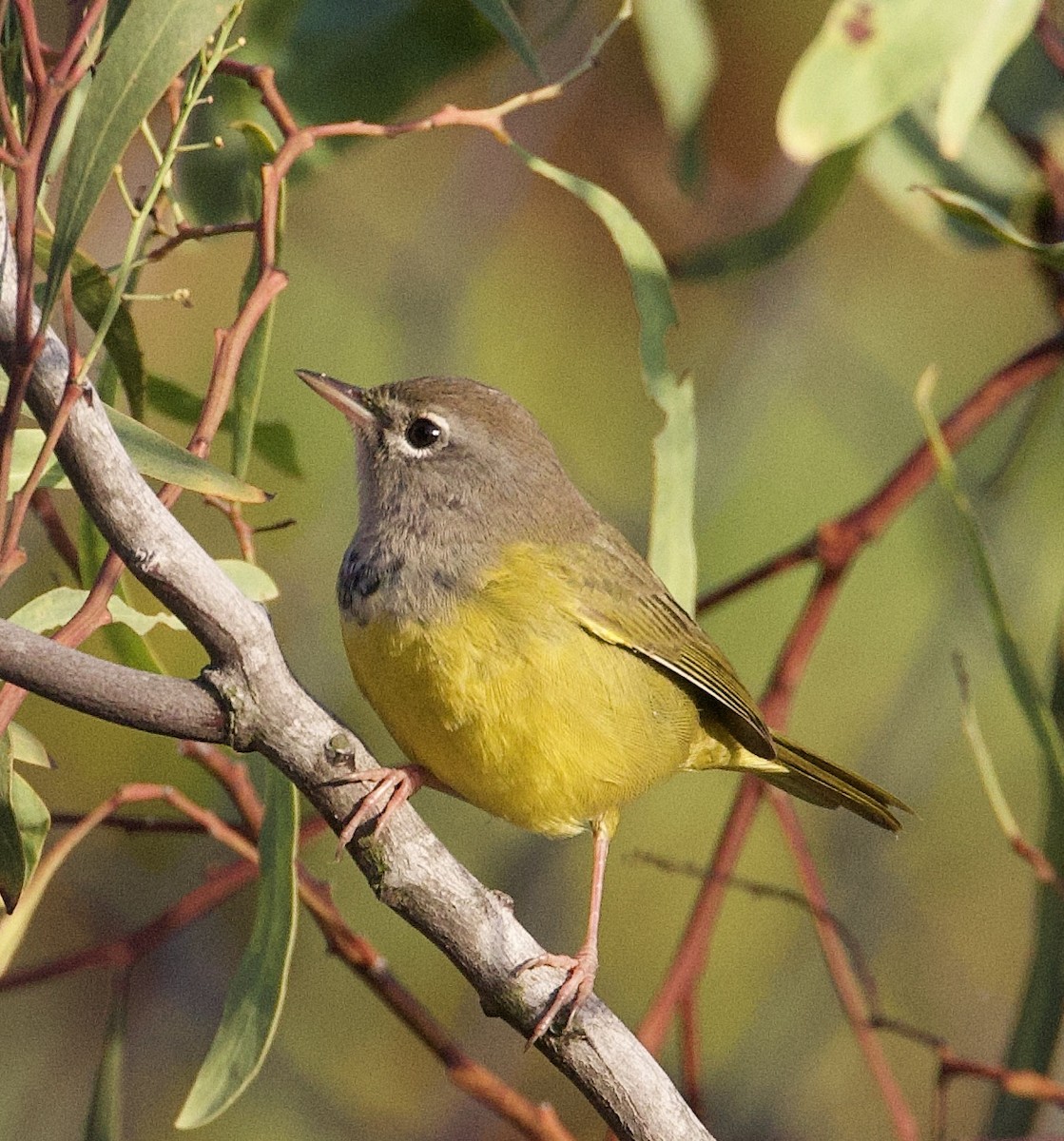 MacGillivray's Warbler - ML642563255