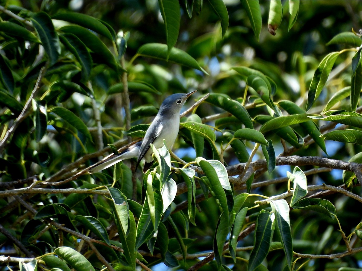 Blue-gray Gnatcatcher - ML642563264
