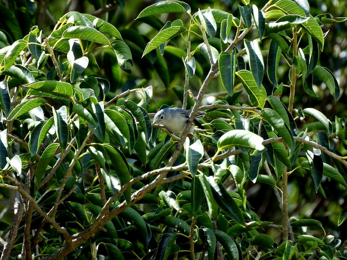 Blue-gray Gnatcatcher - ML642563266