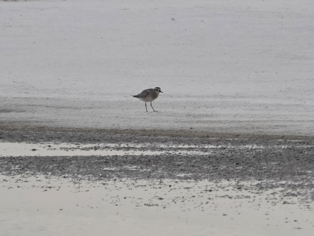 American Golden-Plover - ML642563290