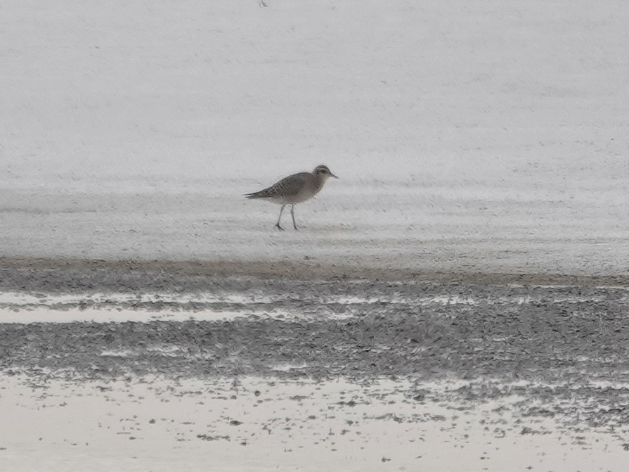 American Golden-Plover - ML642563291