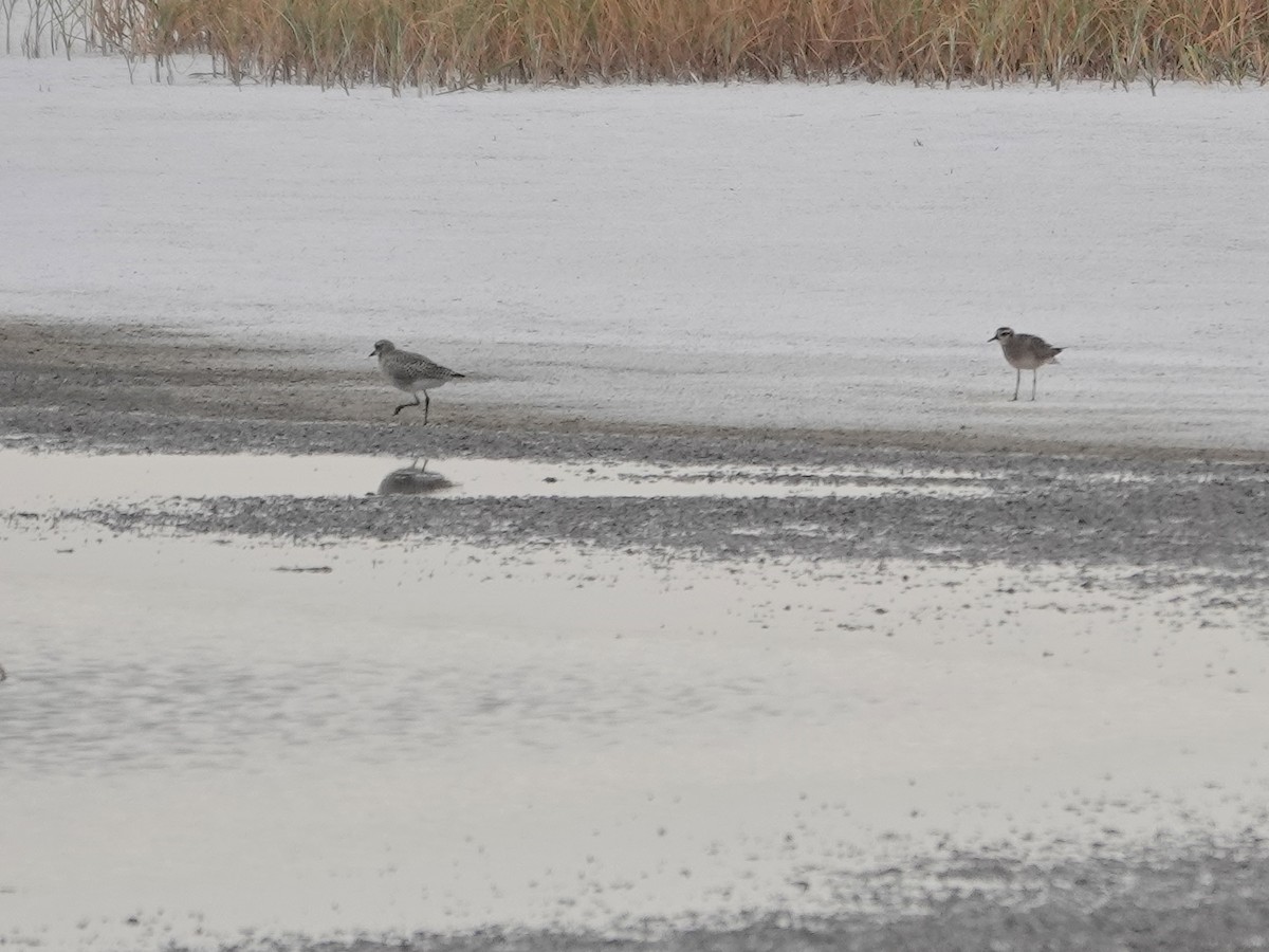 American Golden-Plover - ML642563292
