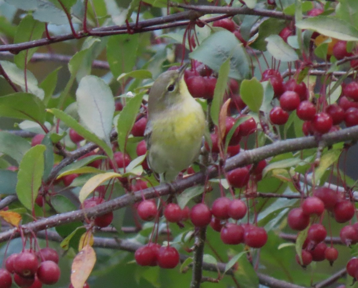 new world warbler sp. - ML642563293