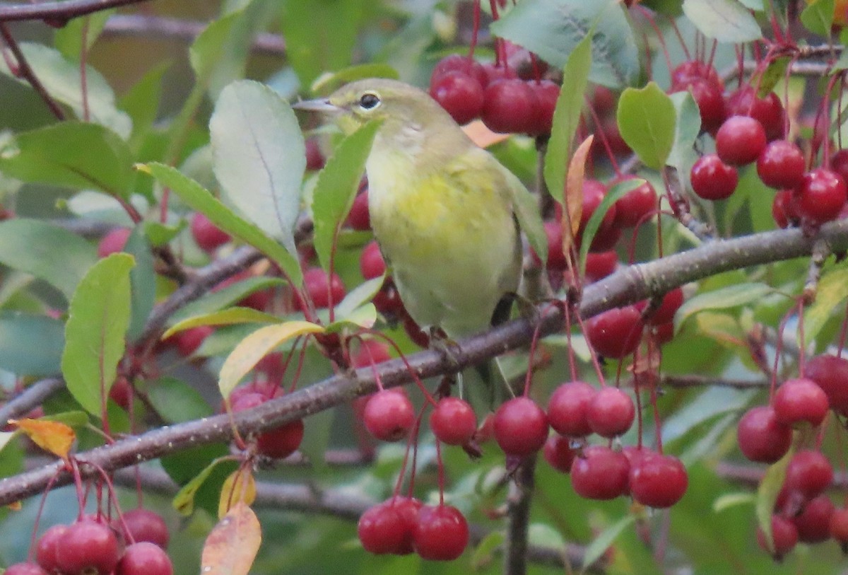 new world warbler sp. - ML642563297