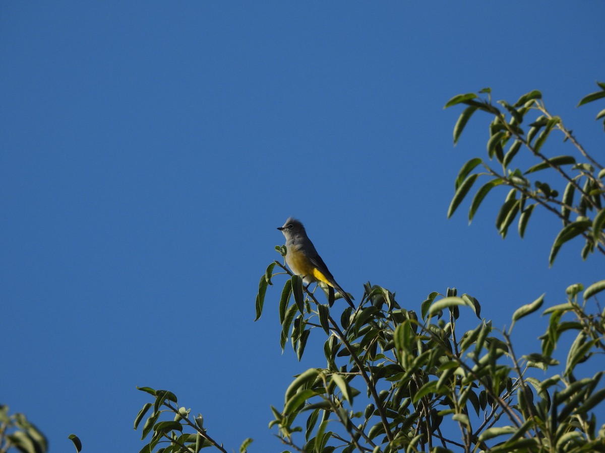 Gray Silky-flycatcher - ML642563301