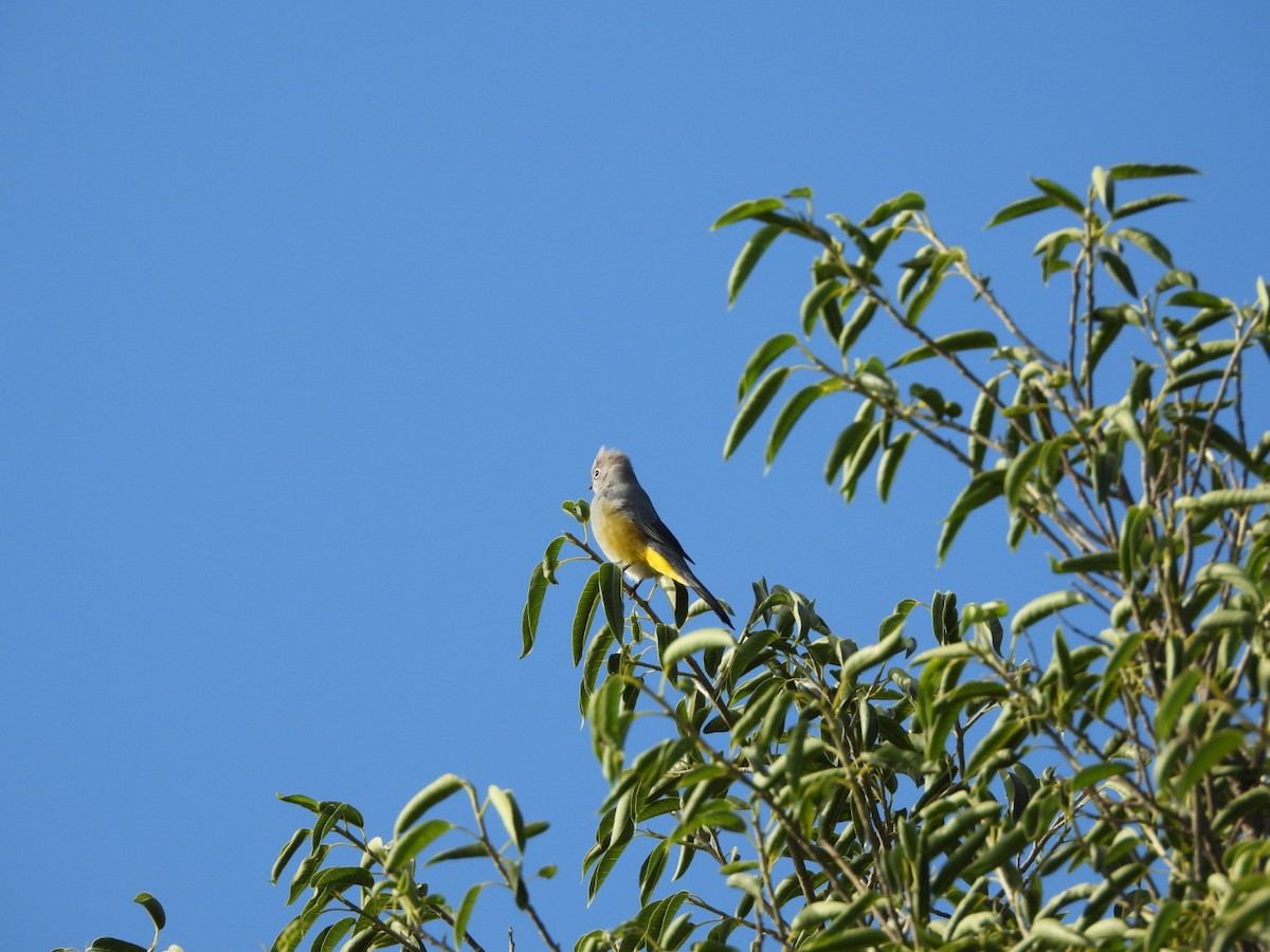 Gray Silky-flycatcher - ML642563302