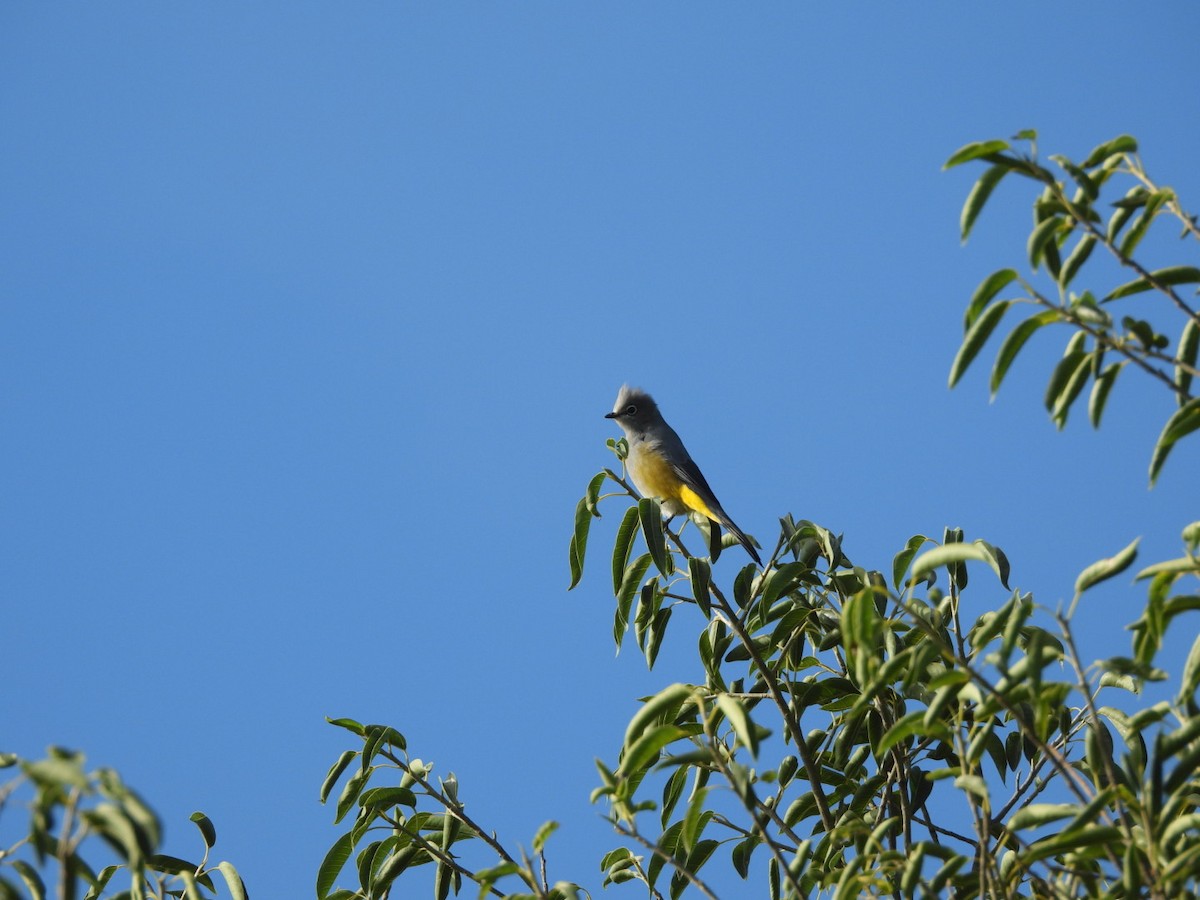 Gray Silky-flycatcher - ML642563303
