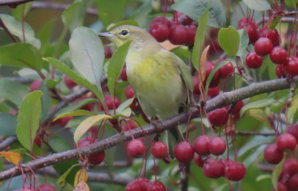 new world warbler sp. - ML642563322