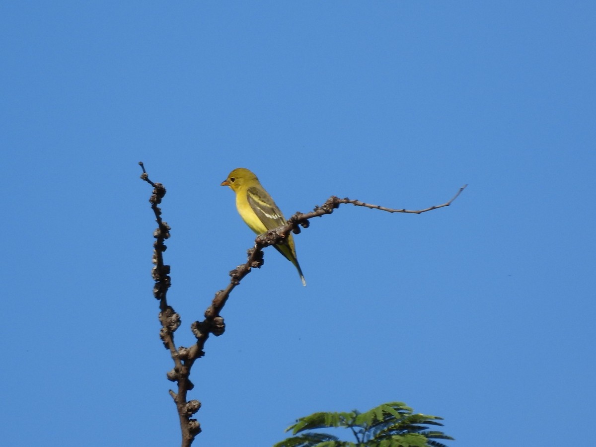 Western Tanager - ML642563327
