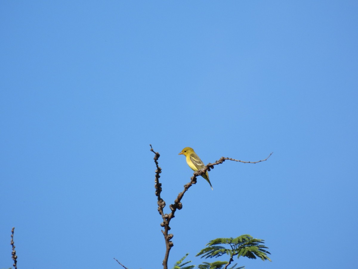 Western Tanager - ML642563328