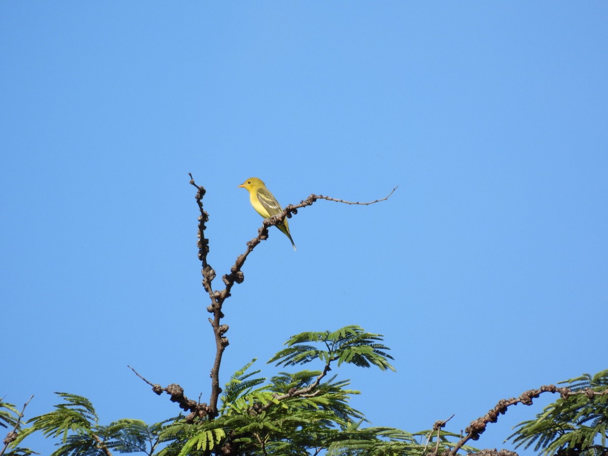 Western Tanager - ML642563329