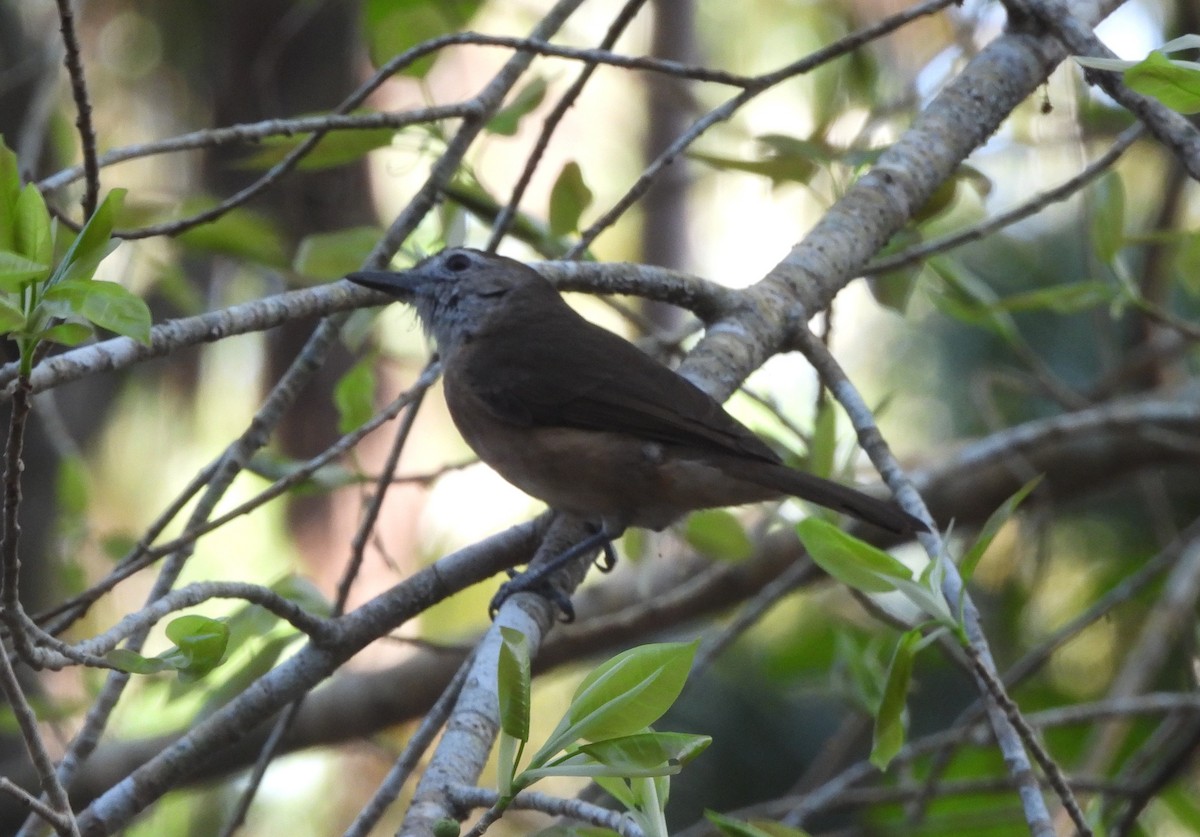 Arafura Shrikethrush - ML642563346