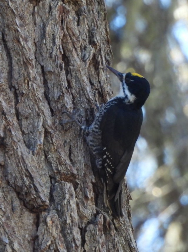 Black-backed Woodpecker - ML642563347
