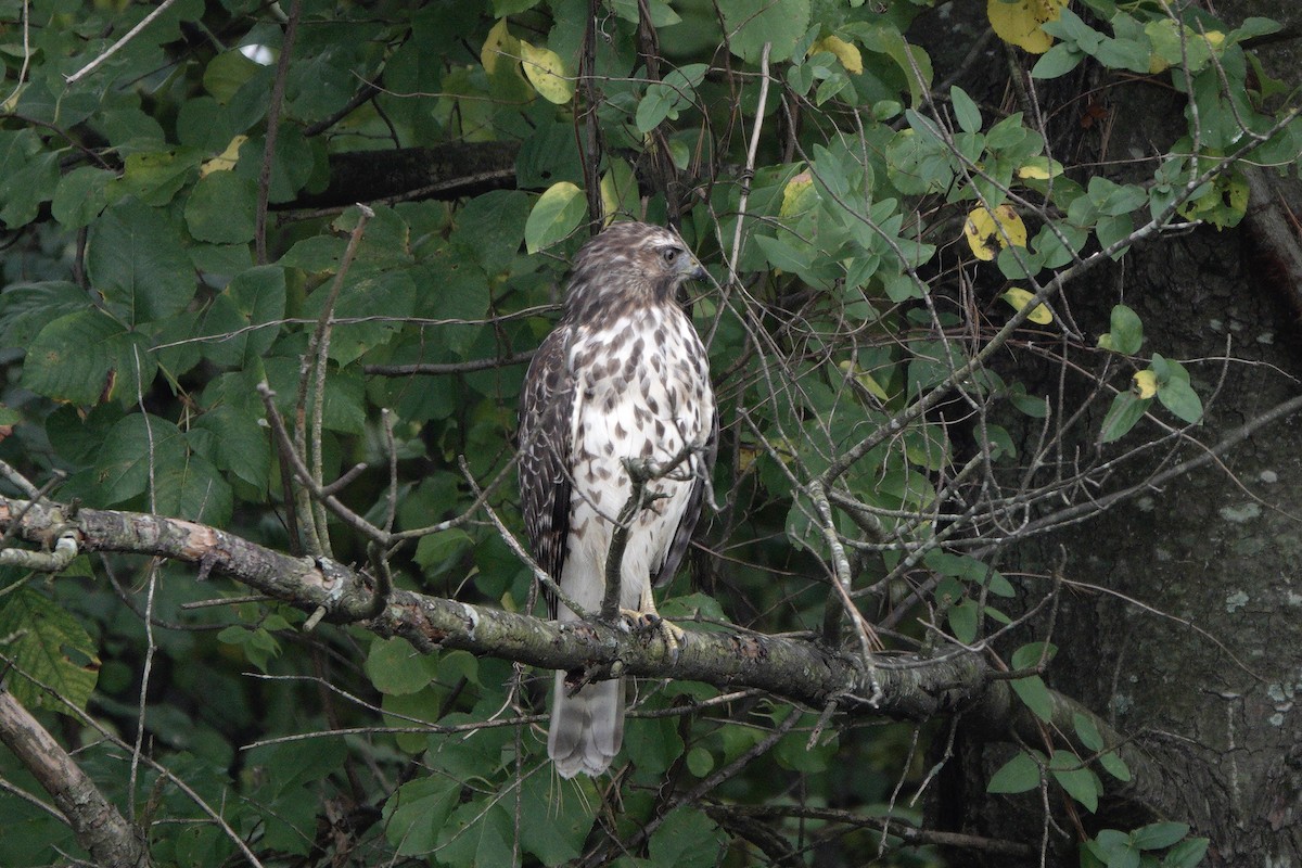 Red-shouldered Hawk - ML642563348