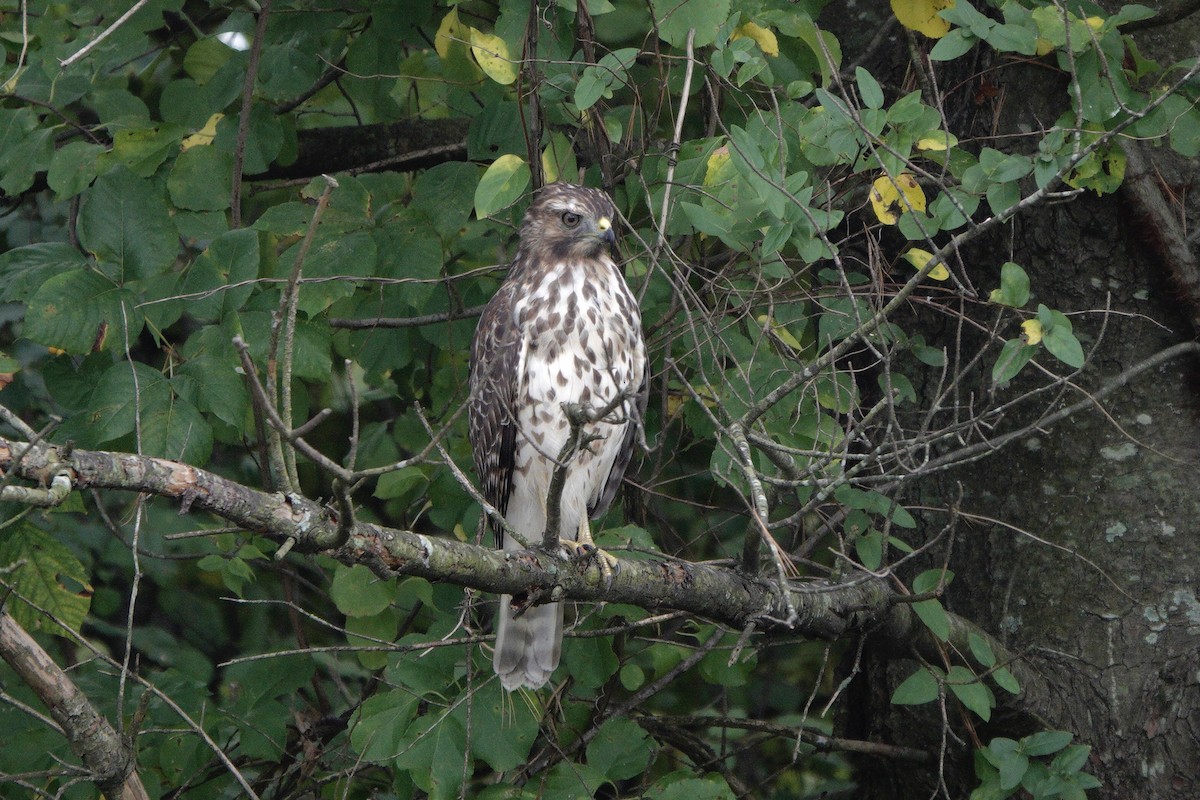Red-shouldered Hawk - ML642563349