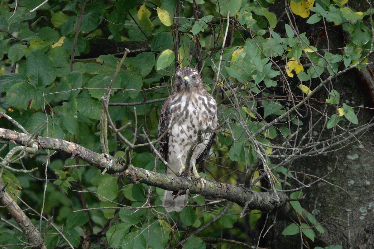 Red-shouldered Hawk - ML642563350