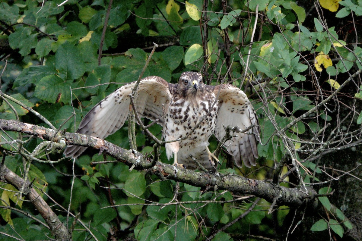 Red-shouldered Hawk - ML642563352