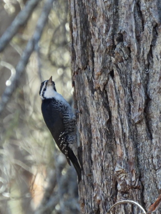 Black-backed Woodpecker - ML642563353