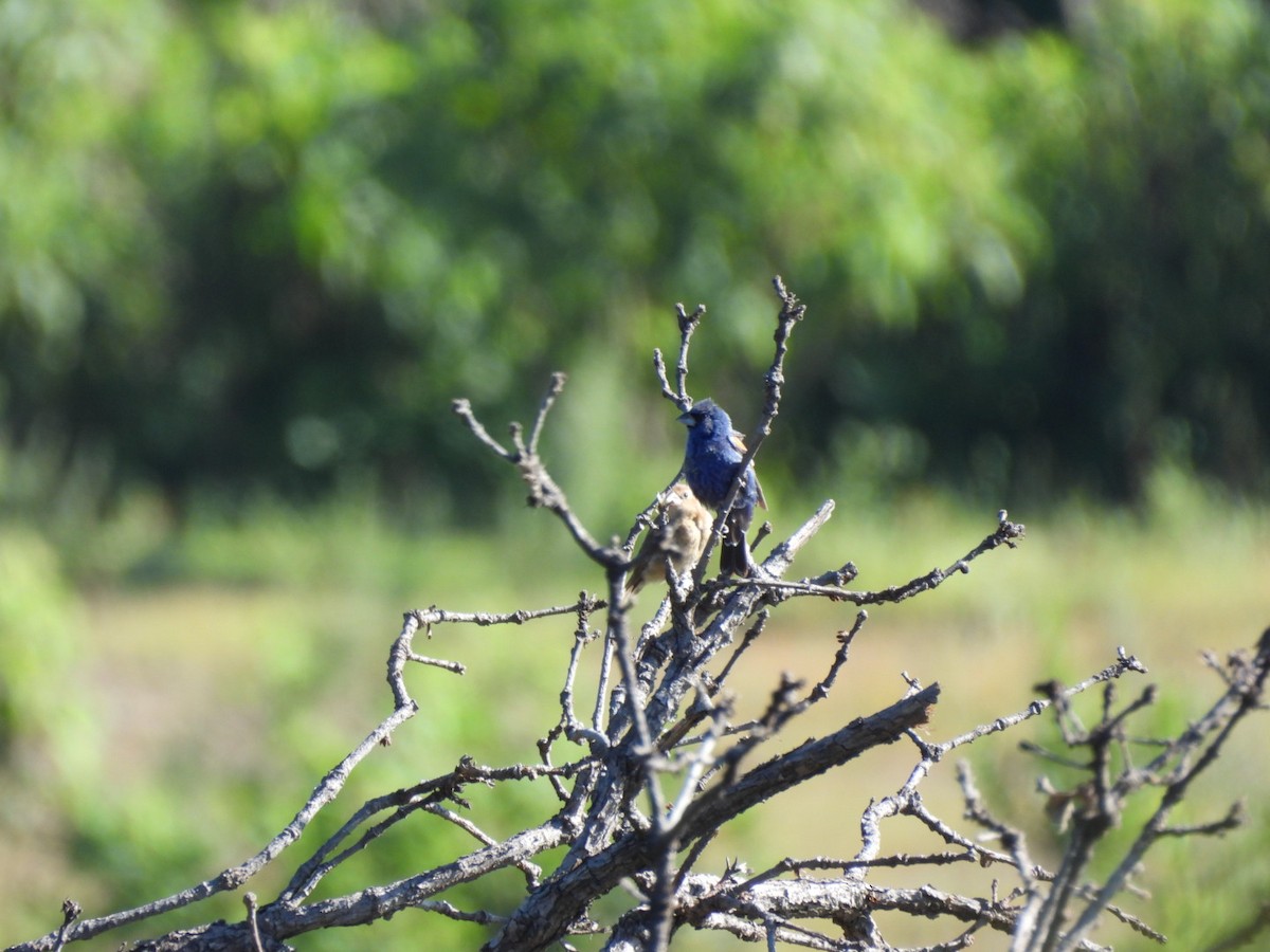 Blue Grosbeak - ML642563356