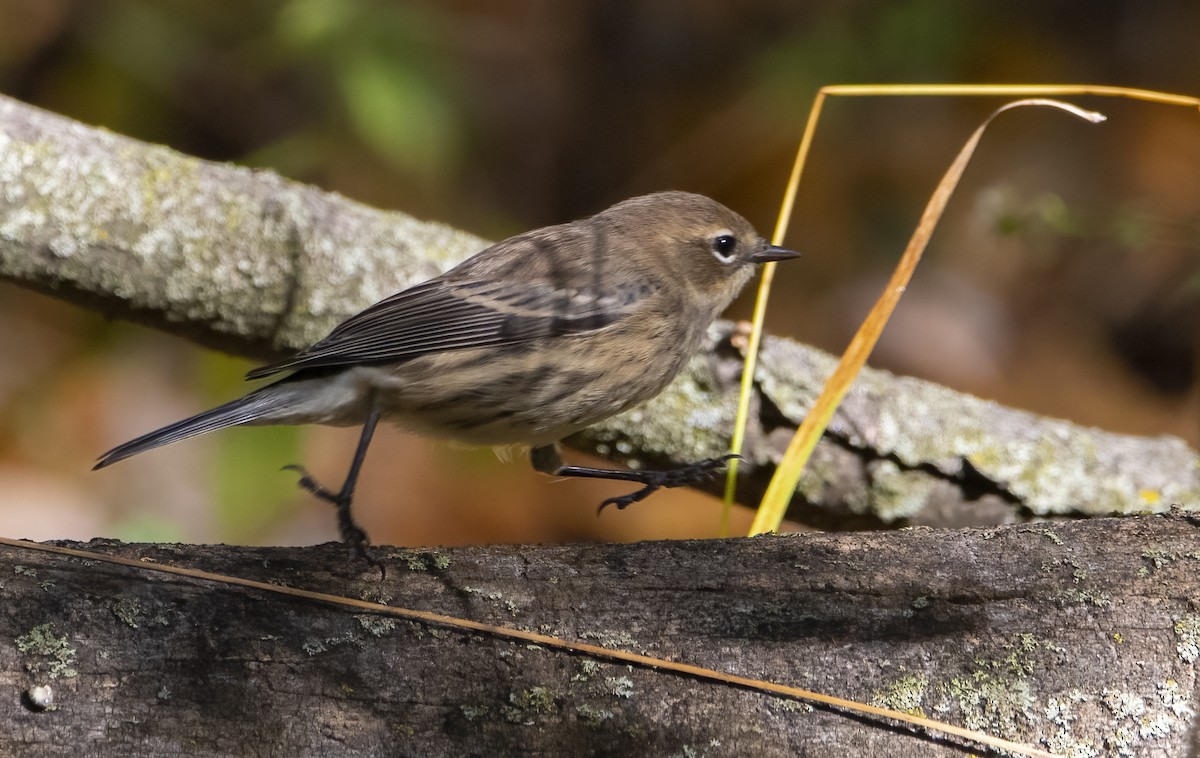 Yellow-rumped Warbler - ML642563375