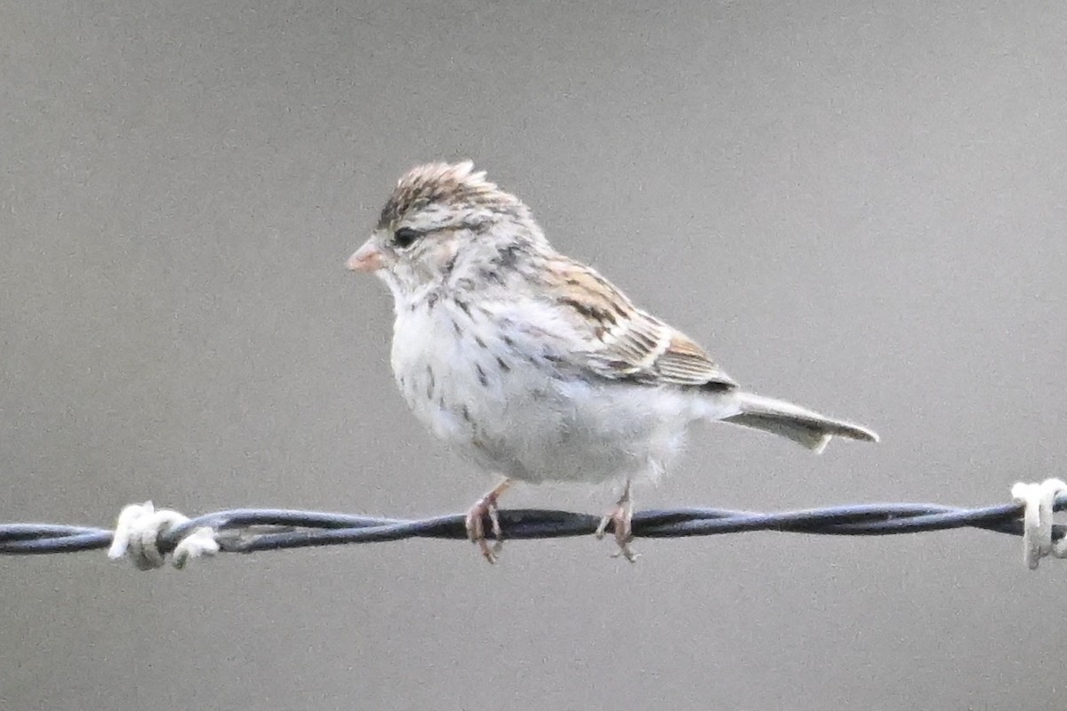 Chipping Sparrow - ML642563379