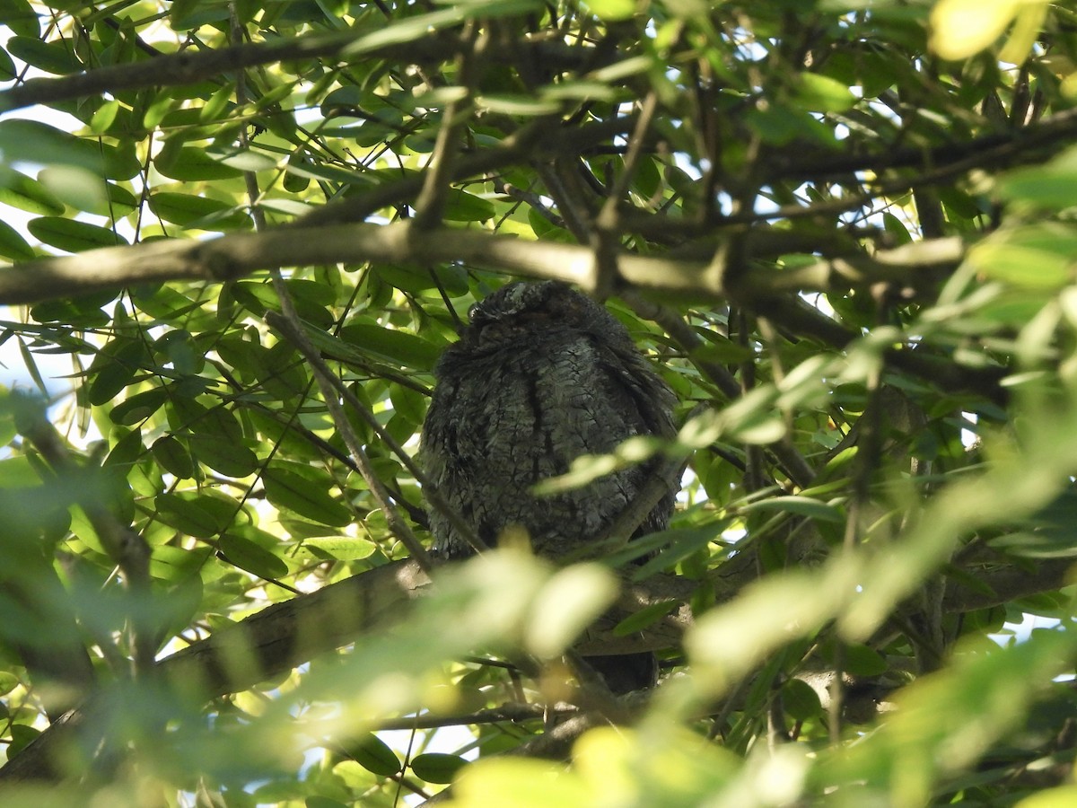 Flammulated Owl - ML642563385