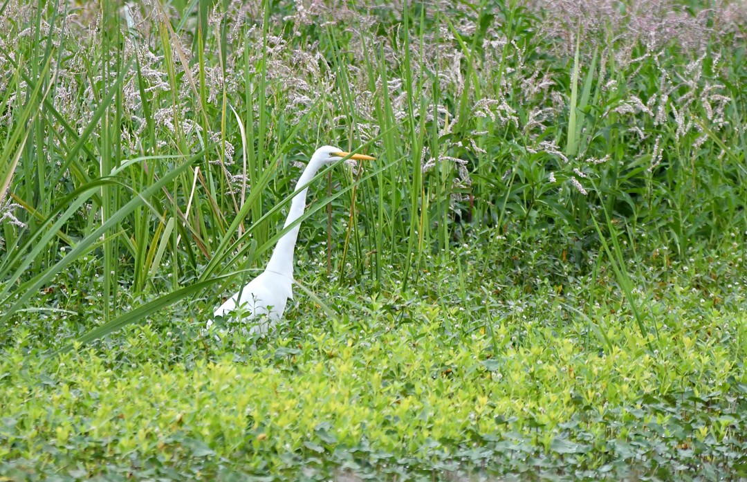 Grande Aigrette - ML642563433