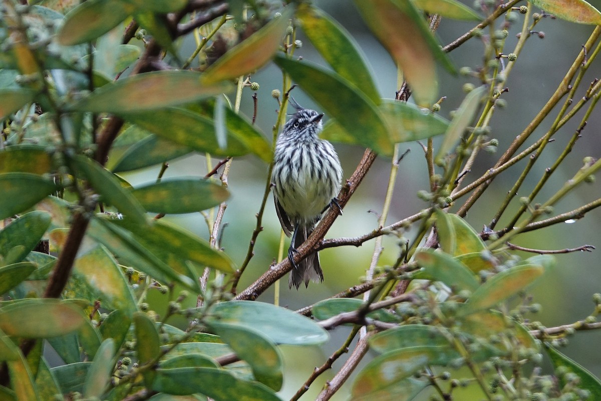 Tufted Tit-Tyrant - ML642563435