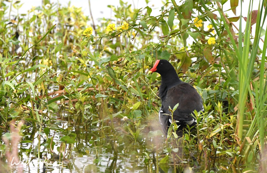 Gallinule d'Amérique - ML642563455