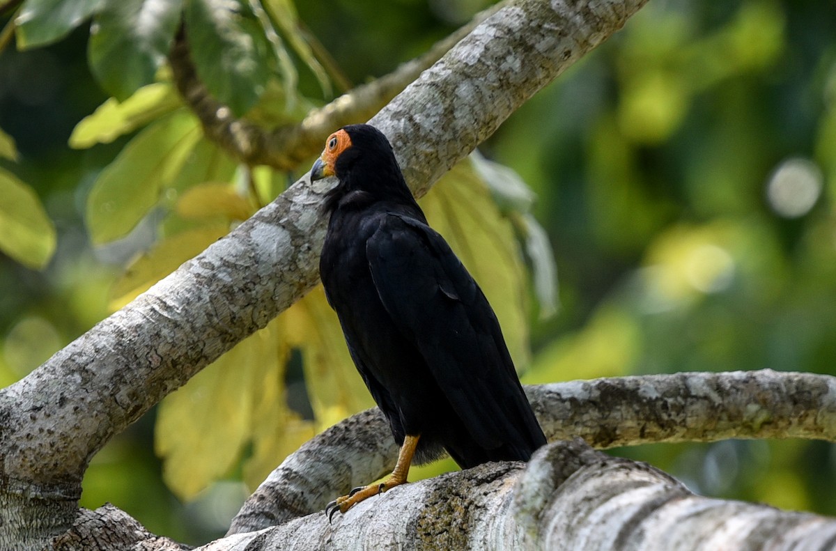 Black Caracara - ML642563459