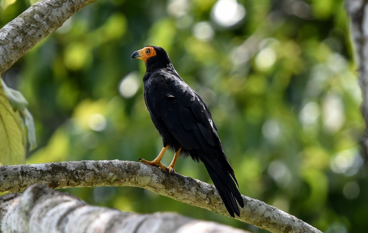Black Caracara - ML642563460
