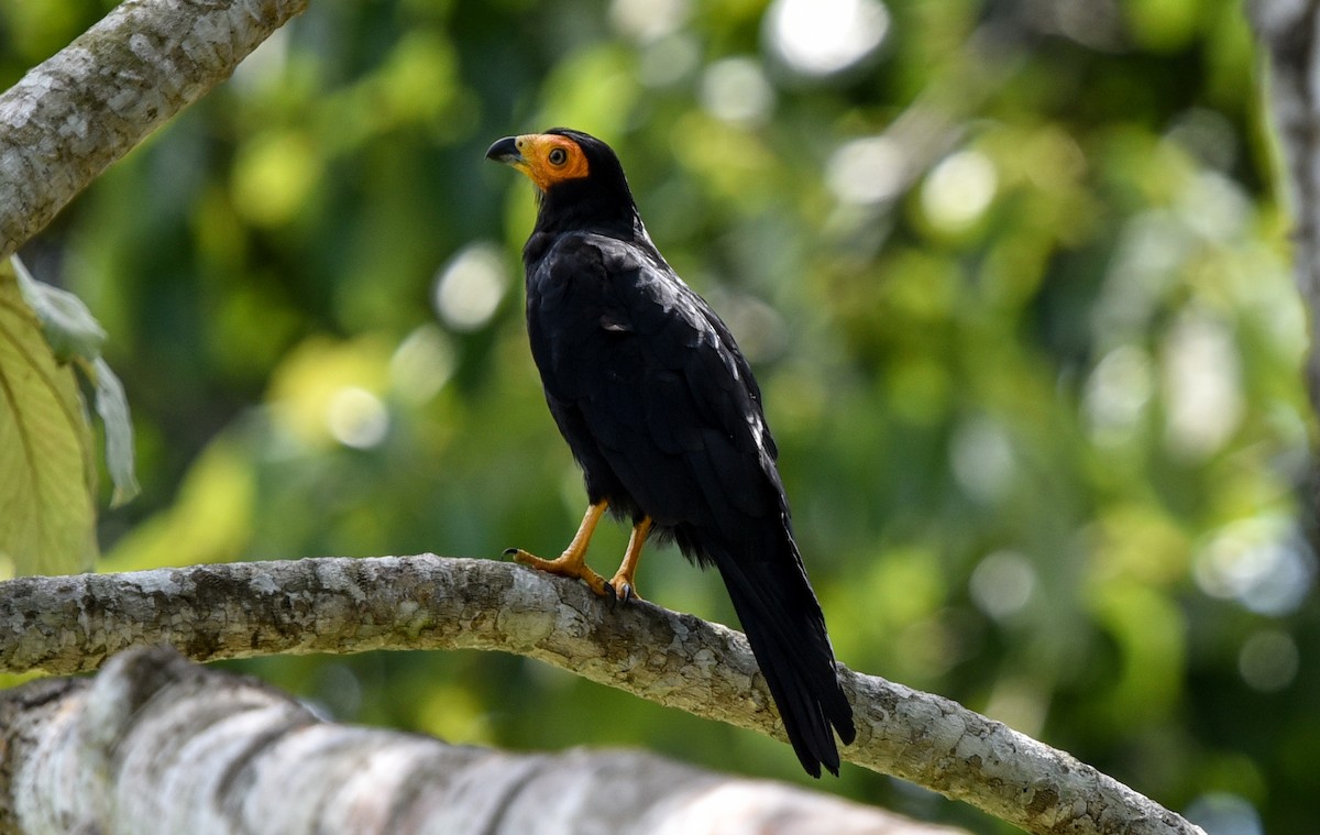 Black Caracara - ML642563461