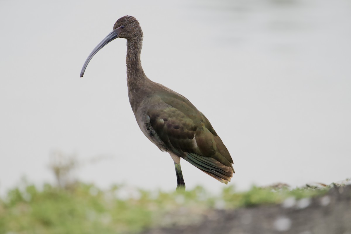 White-faced Ibis - ML642563467