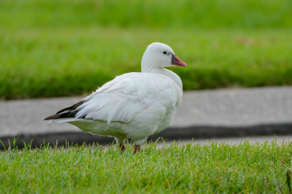 Ross's Goose - ML642563522