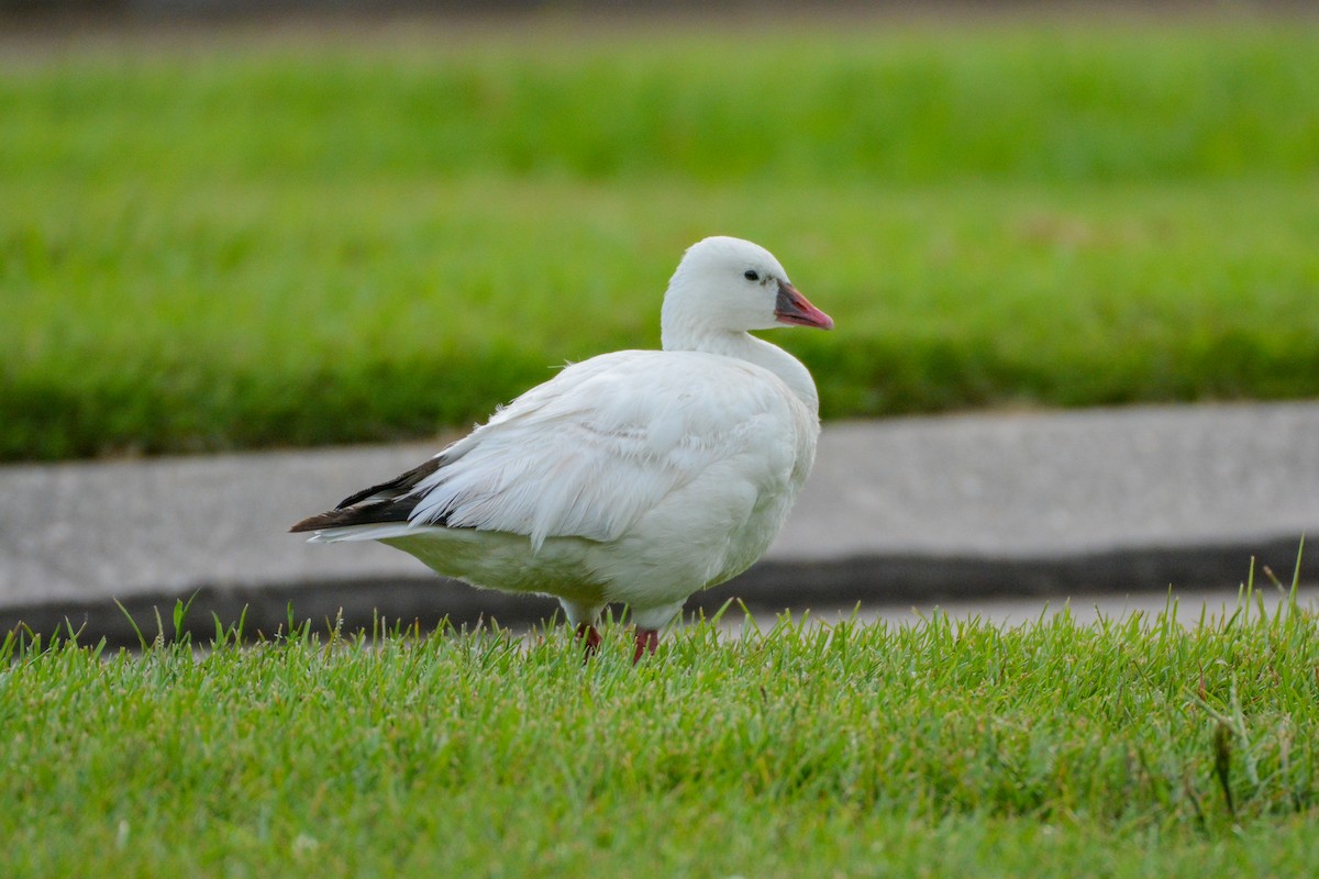 Küçük Kar Kazı - ML642563523