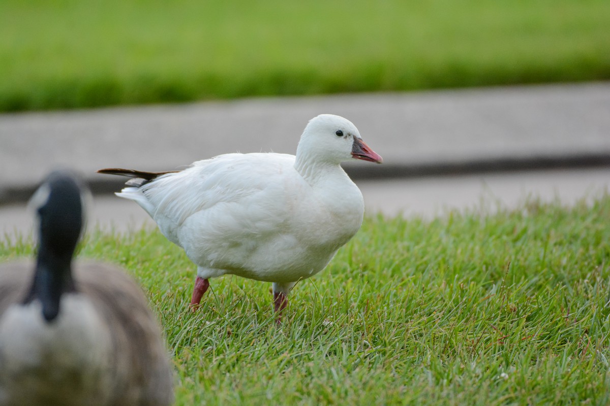 Küçük Kar Kazı - ML642563524