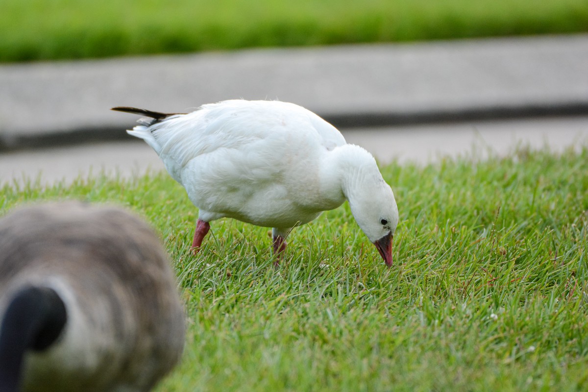 Ross's Goose - ML642563525