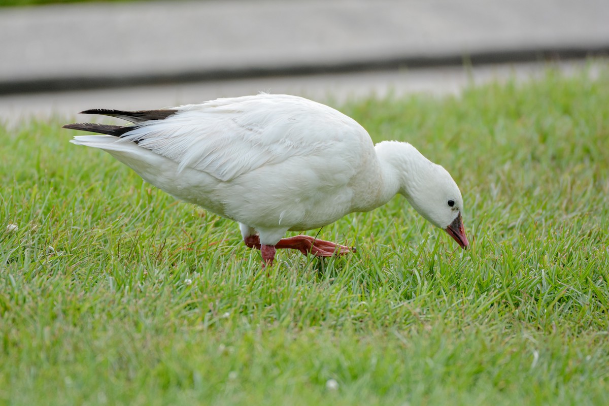 Ross's Goose - ML642563526