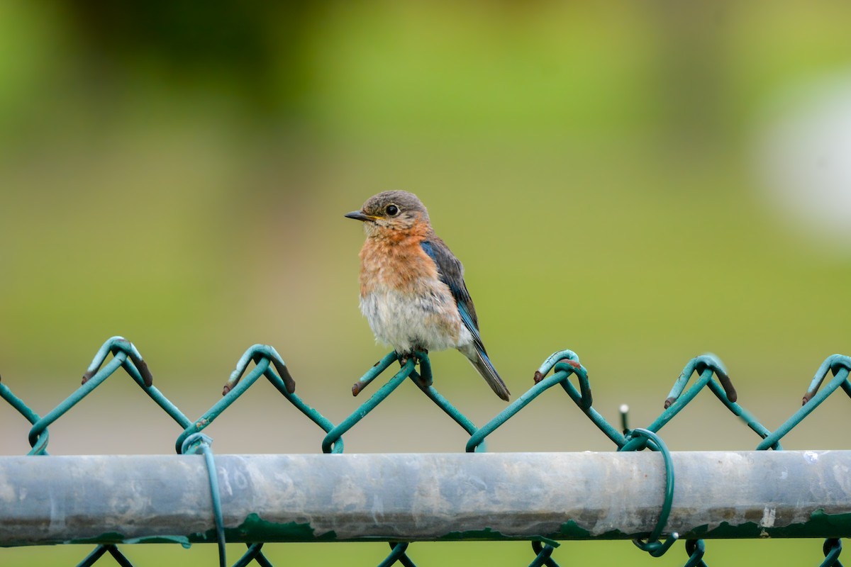 Doğulu Mavi Ardıç - ML642563536