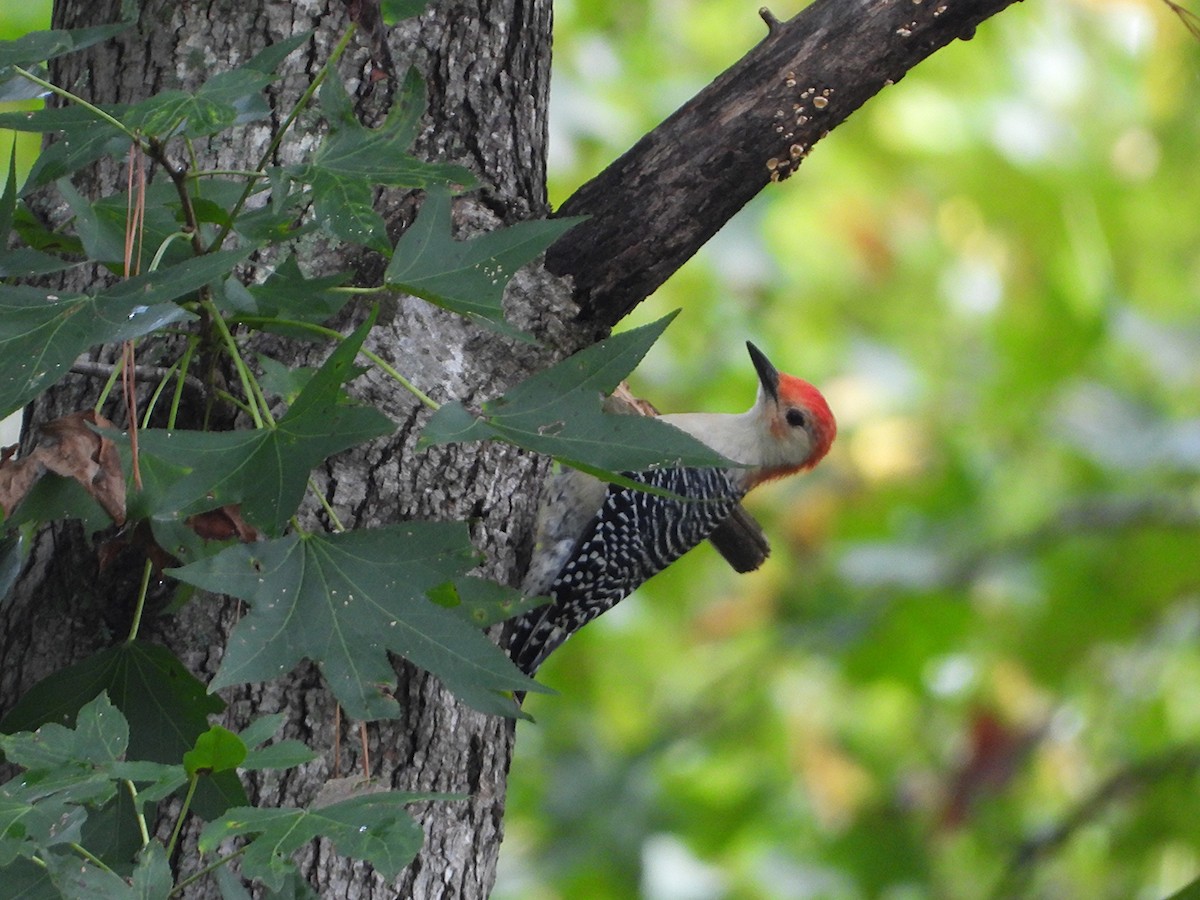 Red-bellied Woodpecker - ML642563538